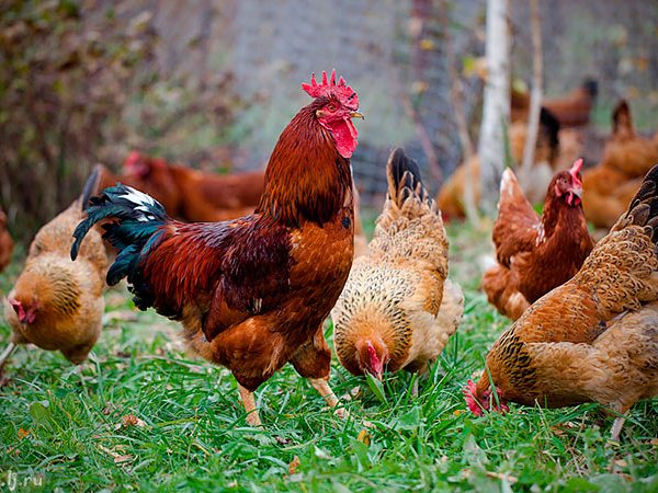 Породы куриц | ЗооТом - продажа, вязка и услуги для животных в Радужном