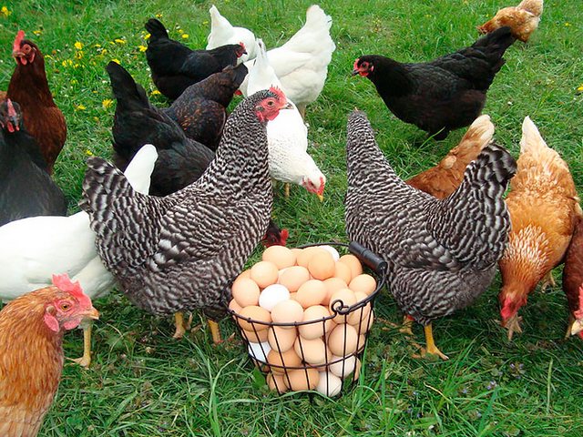 Содержание кур и уход за ними | ЗооТом - продажа, вязка и услуги для животных в Радужном
