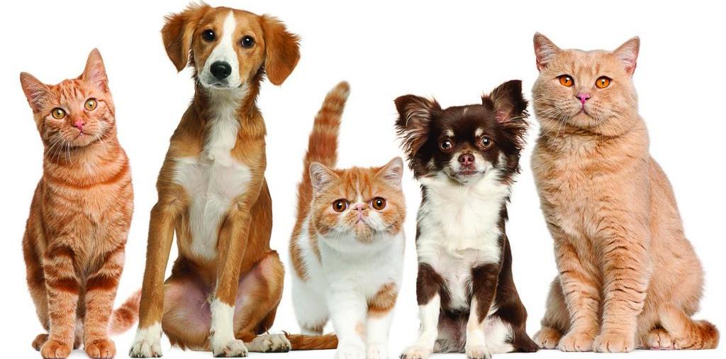 Доска объявлений о животных | ЗооТом - продажа, вязка и услуги для животных в Радужном