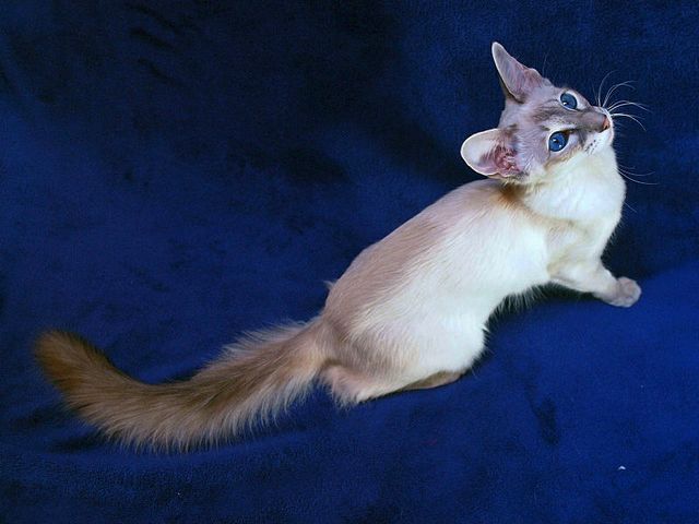 Выведенные породы кошек в Радужном | ЗооТом портал о животных